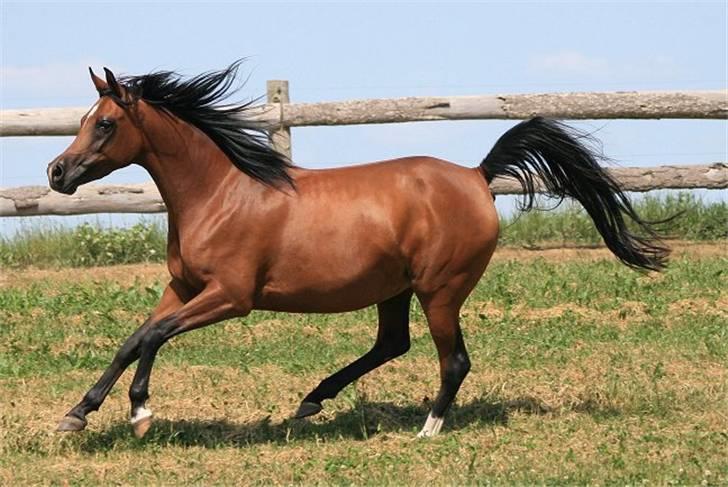 Arabisk fuldblod (OX) Sweet Miss D. - SOLGT -  billede 17