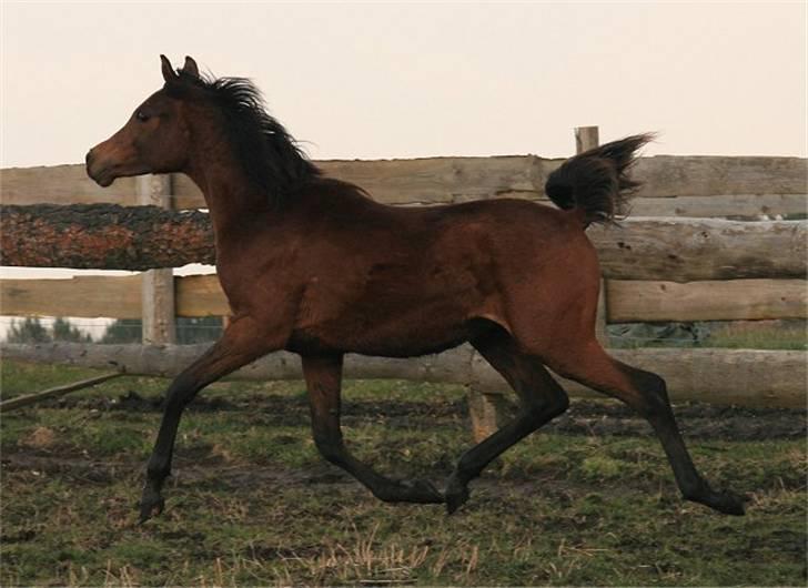 Arabisk fuldblod (OX) D. Dancing Miracle -SOLGT billede 11