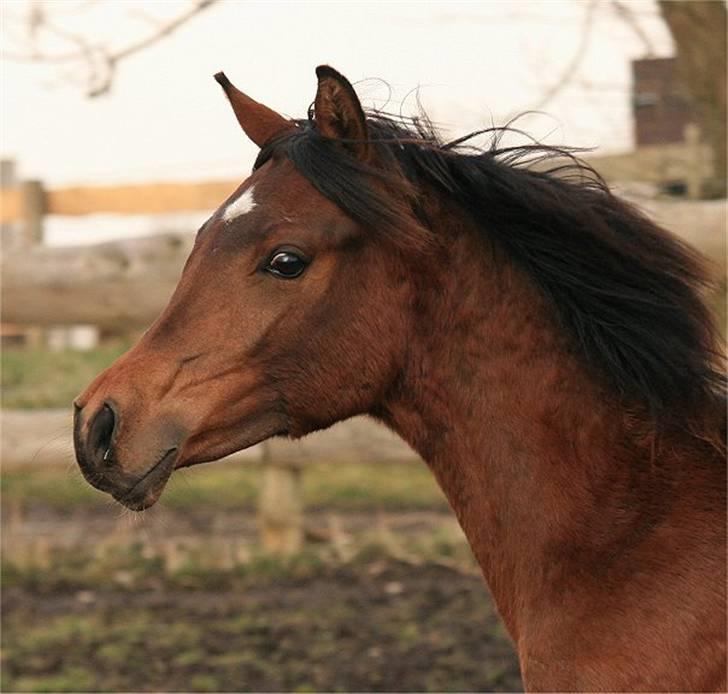 Arabisk fuldblod (OX) D. Dancing Miracle -SOLGT billede 12