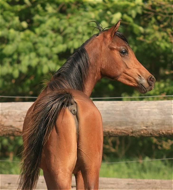 Arabisk fuldblod (OX) D. Dancing Miracle -SOLGT billede 13
