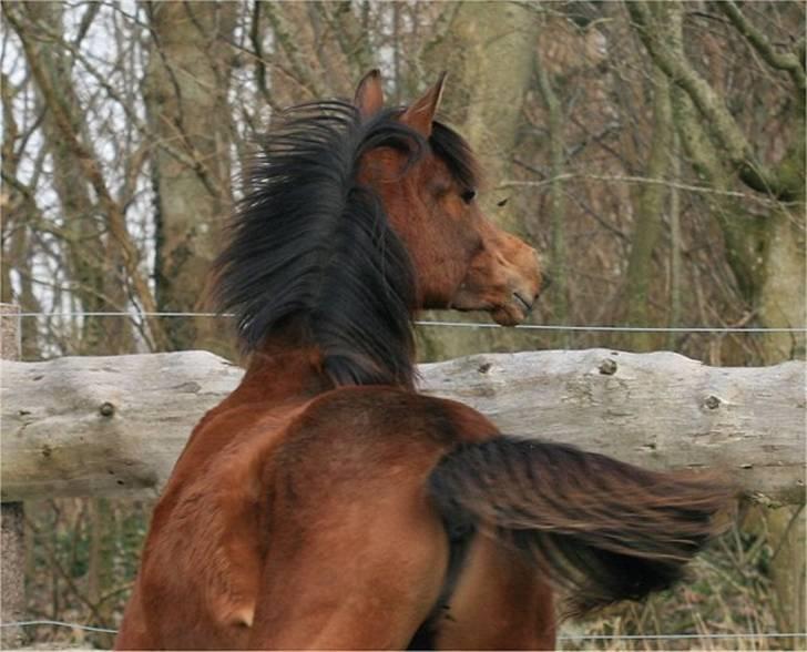 Arabisk fuldblod (OX) D. Dancing Miracle -SOLGT billede 14