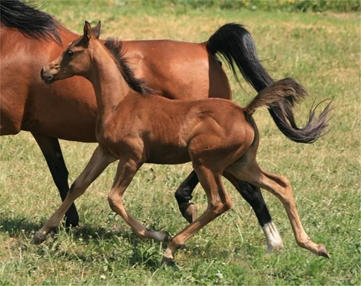 Arabisk fuldblod (OX) D. Dancing Miracle -SOLGT billede 15