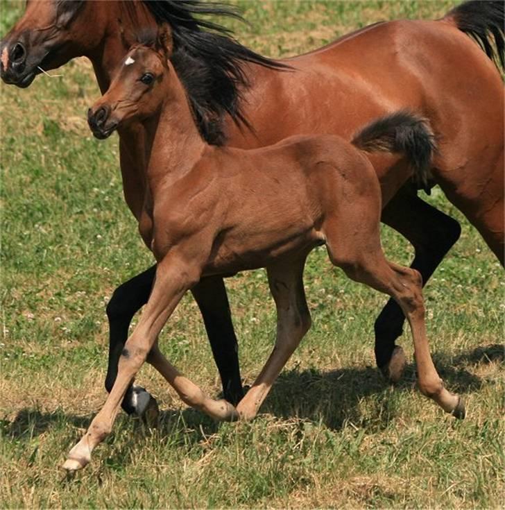 Arabisk fuldblod (OX) D. Dancing Miracle -SOLGT billede 16