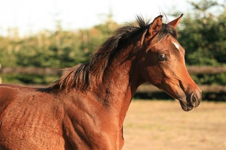 Arabisk fuldblod (OX) D. Dancing Miracle -SOLGT billede 17