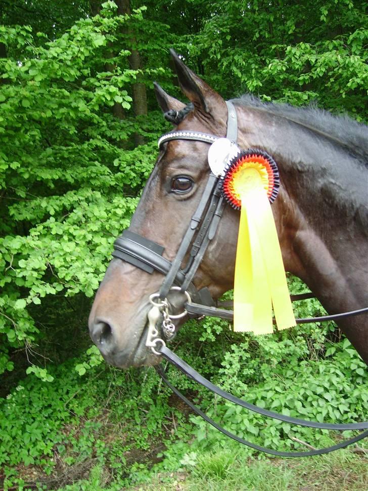 Trakehner Nagano billede 1