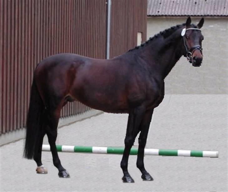 Trakehner Nagano billede 3