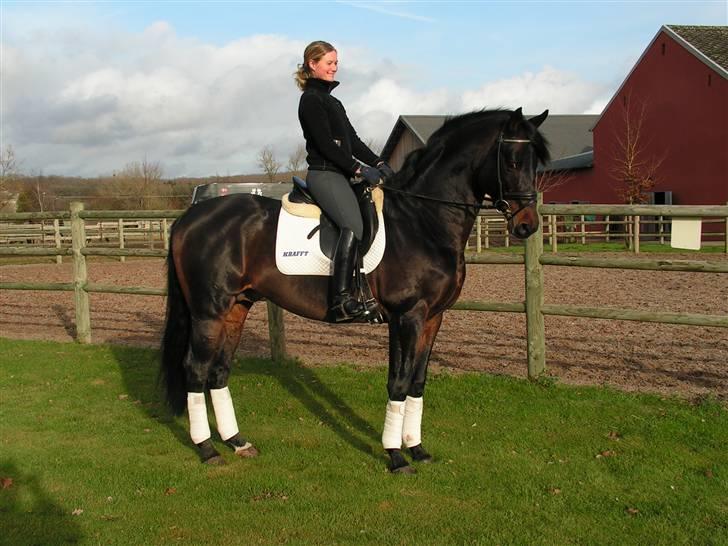 Trakehner Nagano billede 4