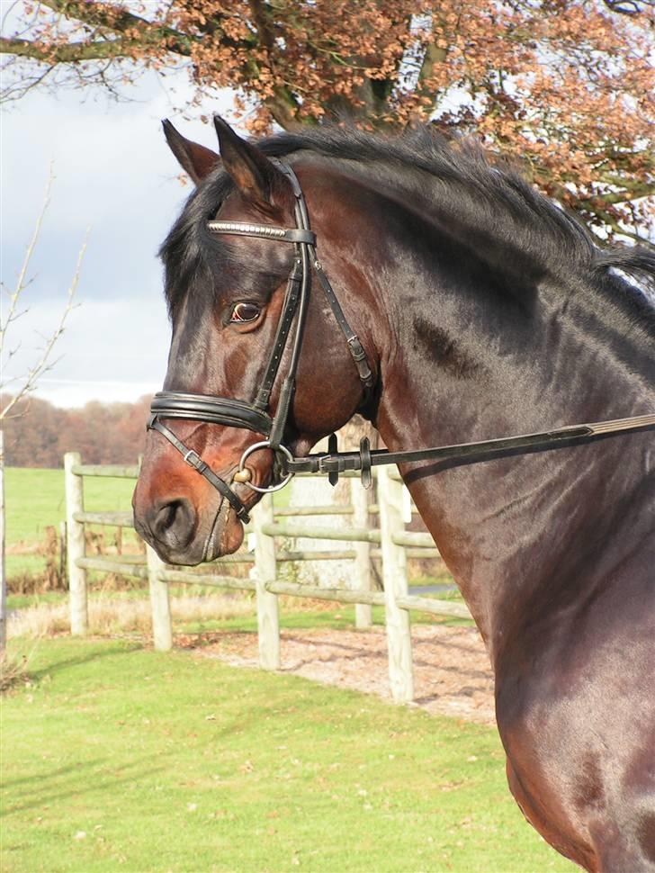 Trakehner Nagano billede 5