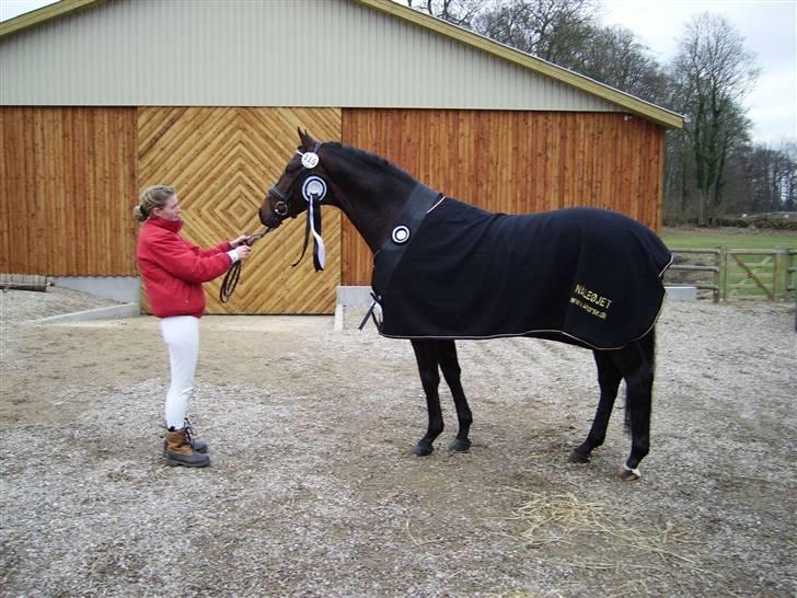 Trakehner Nagano - Til Taf käring billede 6