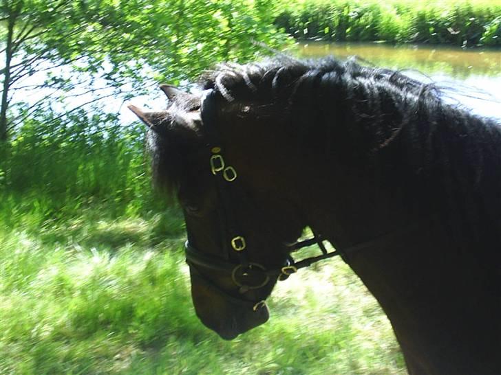 Anden særlig race Darling - Darling:-) billede 1