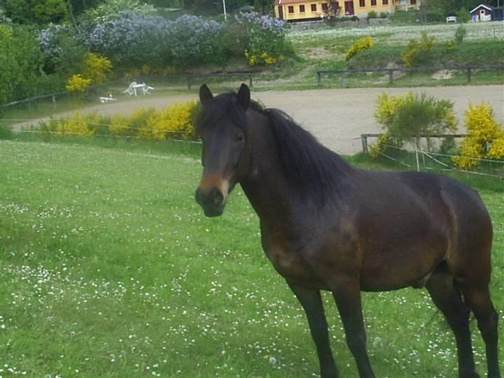 Anden særlig race Darling - Darling på folden billede 2