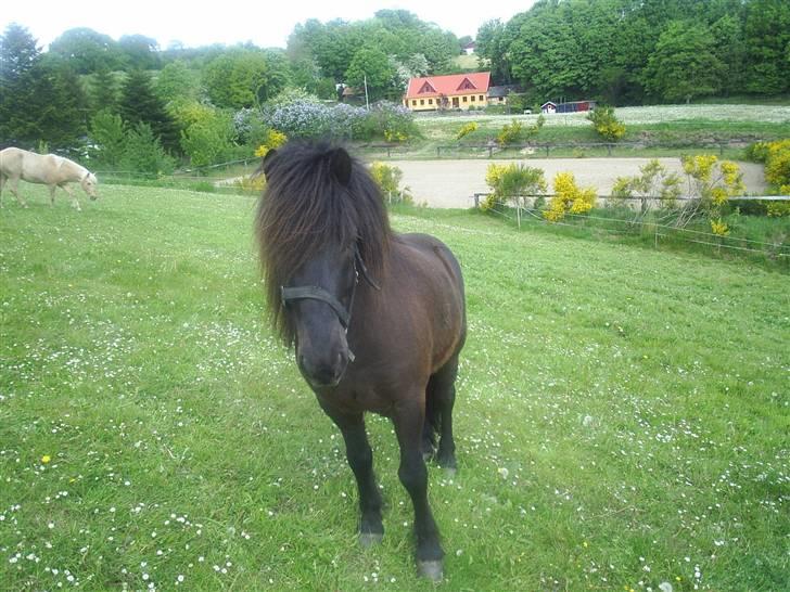 Anden særlig race Darling - Det er så Darlings Far Ari, han er Islænder billede 3