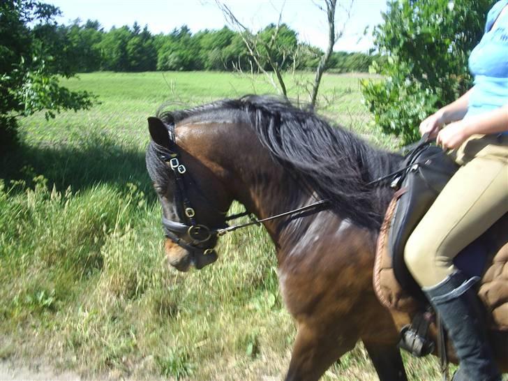 Anden særlig race Darling - man kan godt gå pænt:) billede 4