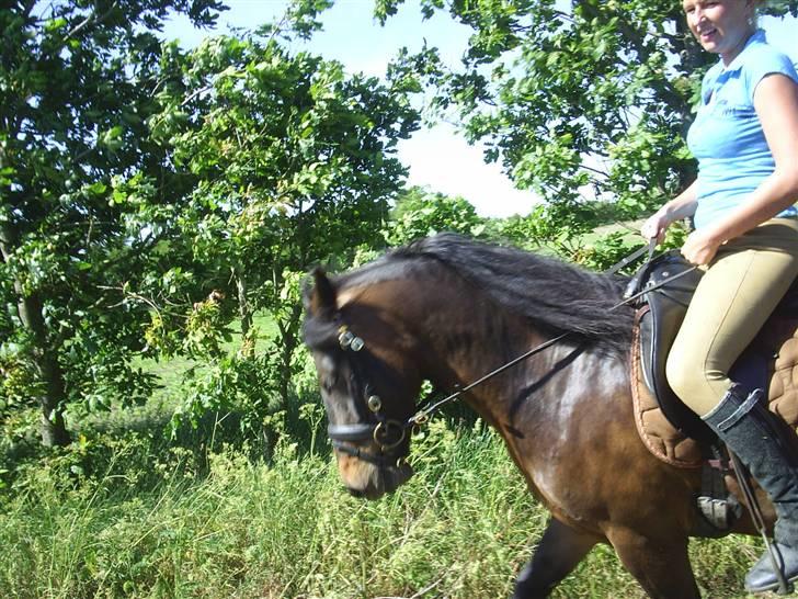 Anden særlig race Darling - Smukke Darling billede 5