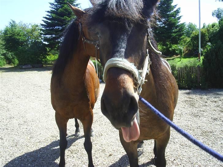 Anden særlig race Darling - han er en rigtig basse:) billede 7