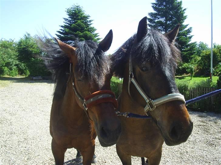 Anden særlig race Darling - Darling og hans mor Beauty billede 8