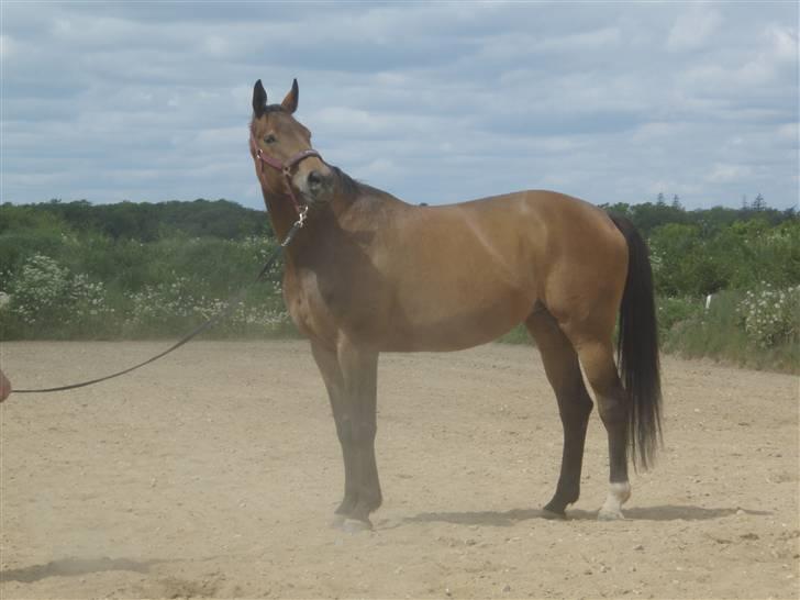 Tysk Oldenburger La Silvia billede 6