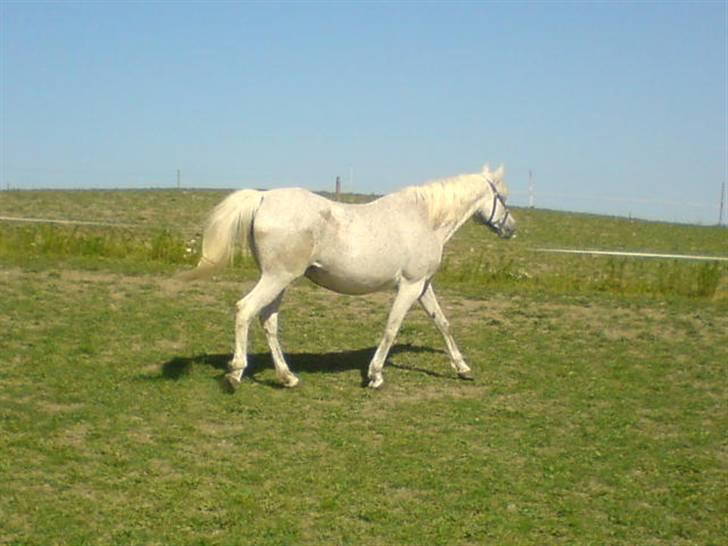 Arabisk fuldblod (OX) Zijaka - Janka på fold. juni 2008, Lundehøj. billede 19