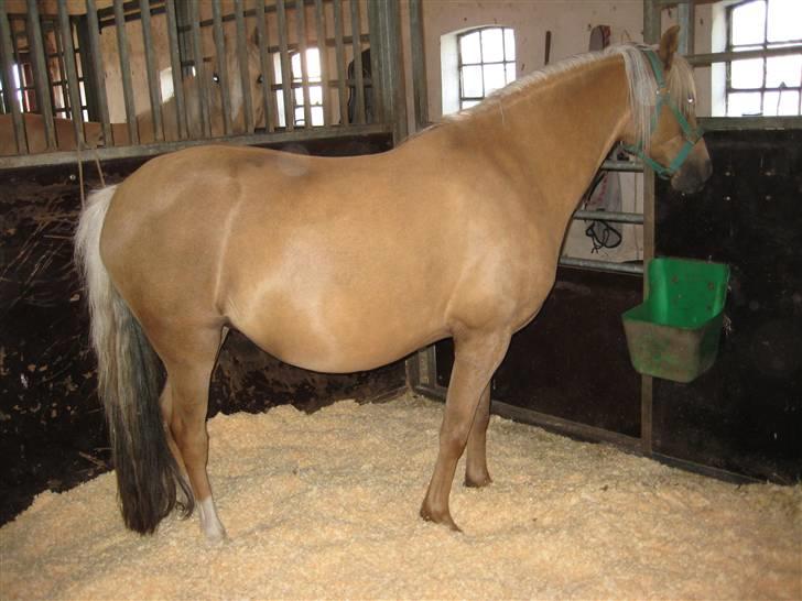 Welsh Pony (sec B) Låddenhøjs Zennia - 4 dage til følle-bølle billede 8