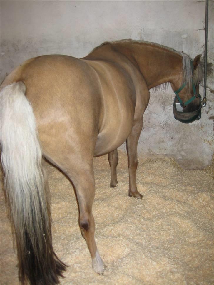 Welsh Pony (sec B) Låddenhøjs Zennia - 4 dage til følle-bølle billede 9
