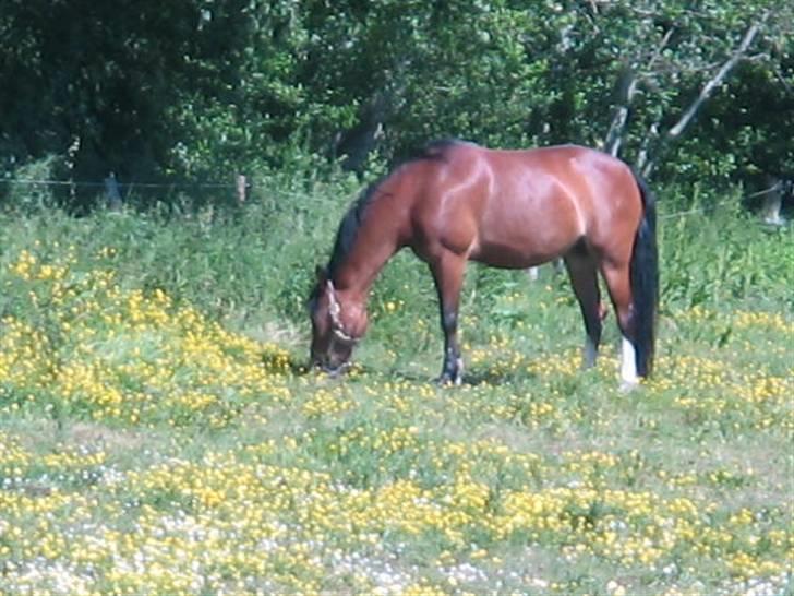 Hollandsk Sportspony Idem dito (solgt) - På fold :) billede 7