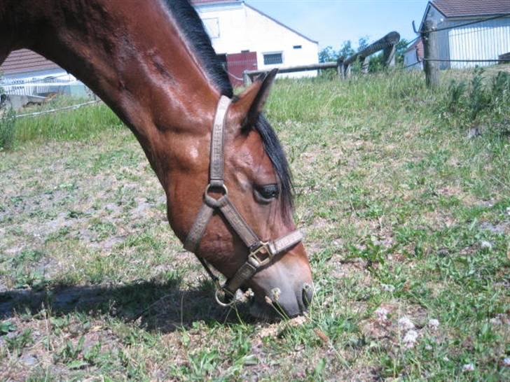 Hollandsk Sportspony Idem dito (solgt) - Græs! :) billede 8