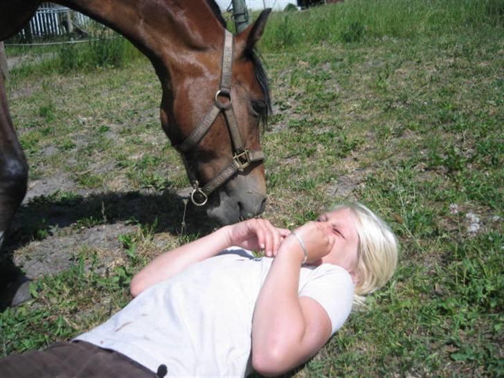 Hollandsk Sportspony Idem dito (solgt) - Noget lidt mere underligt græs, men hvorfor ikke smage på det? ;D billede 9