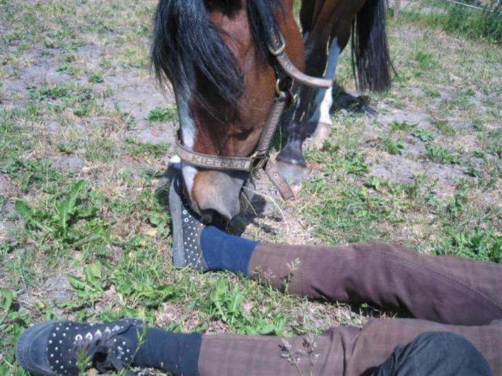 Hollandsk Sportspony Idem dito (solgt) - Ingen fatter hun tør! - Nanna´s sure tæer? Nej tak! ;) billede 10