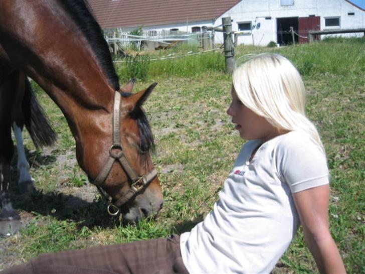 Hollandsk Sportspony Idem dito (solgt) - ZnuZkii & Dito´pigen :) billede 11