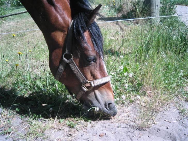 Hollandsk Sportspony Idem dito (solgt) - :)<3 billede 12