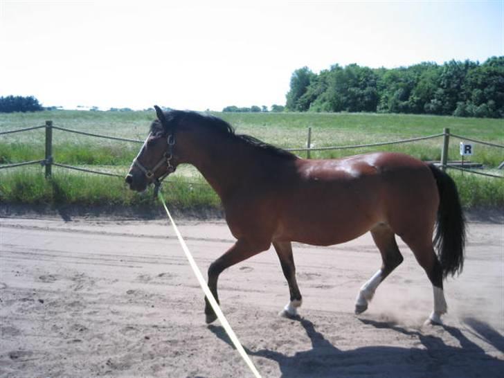 Hollandsk Sportspony Idem dito (solgt) - Liige en tur i longen ;) billede 13