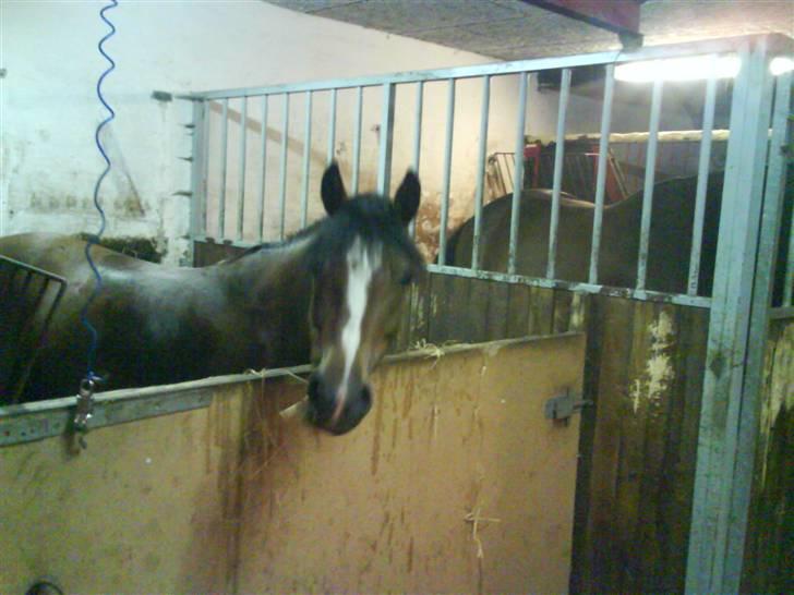 Hollandsk Sportspony Idem dito (solgt) - Dito i hendes boks ;) billede 14