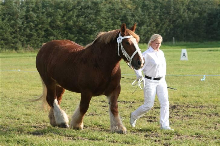 Jyde SMUKKE Sally *R.I.P.* - til hoppekåring 2008 billede 11