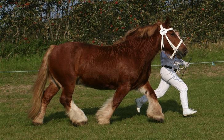 Jyde SMUKKE Sally *R.I.P.* - til hoppekåring 2008 billede 12