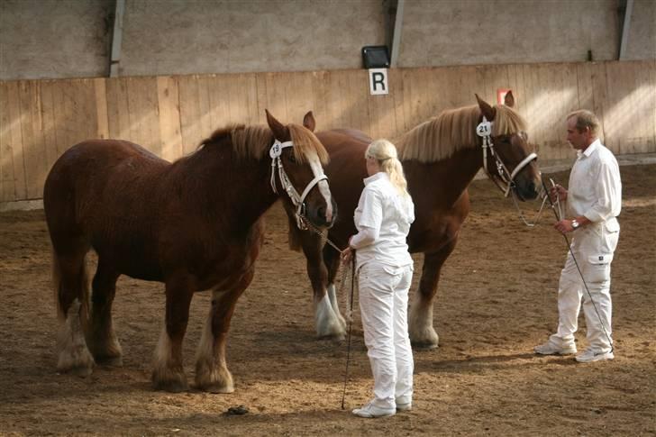 Jyde SMUKKE Sally *R.I.P.* - oprangering til kåring nr. 1 af 2. 9 point og sølvmedaljehoppe.  billede 13