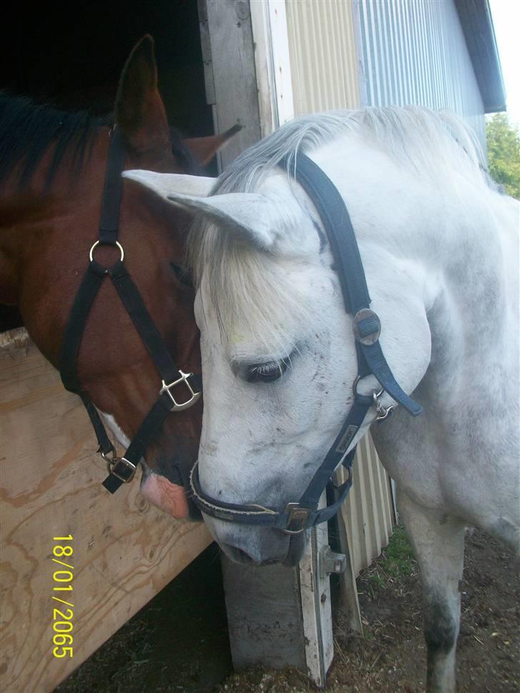Dansk Varmblod Rigolo. - Rigolo og Miss Behaven sidste dag vi havde misse.                 Slutningen af 2009.            Foto:Mig billede 6