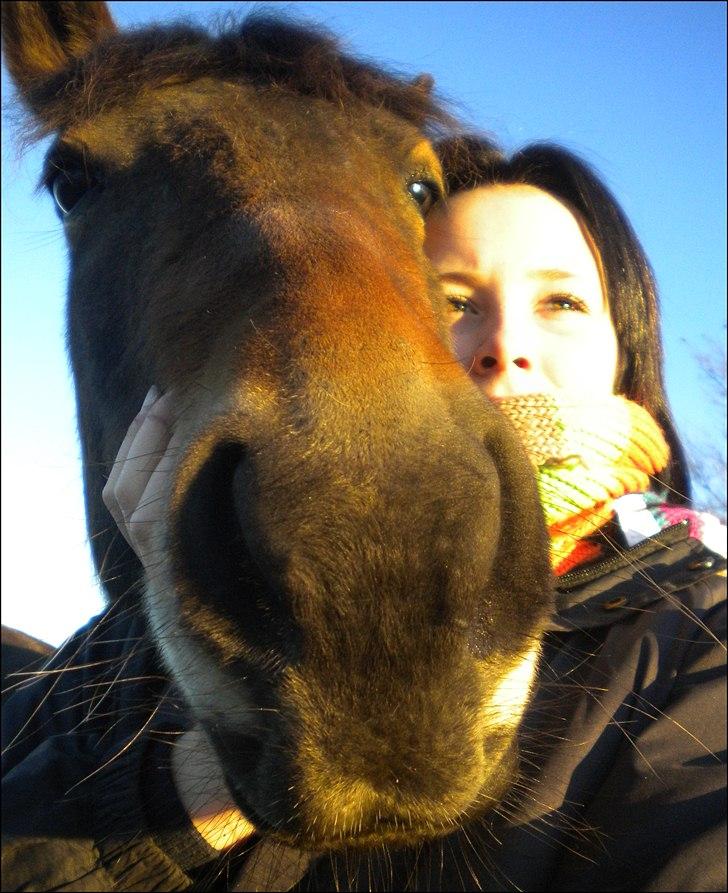 Hollandsk Sportspony | Selena - Jeg eeeeeeeeeeeelsker mulle! billede 5