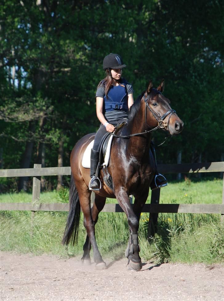 Dansk Varmblod Caezar - Min buller <3 25. maj 2008, foto: Linette. billede 15