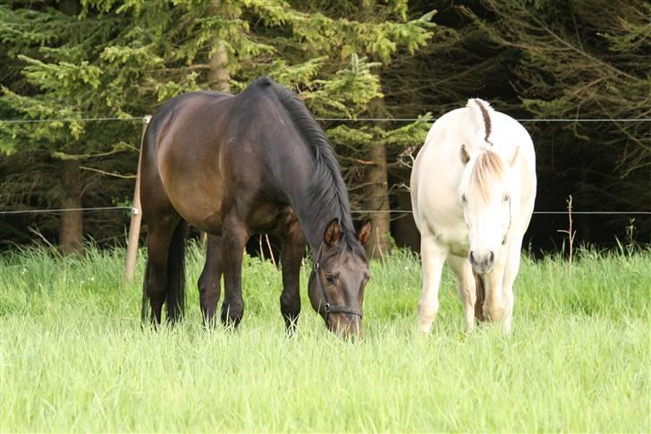 Dansk Varmblod Caezar - Cæsar og Tempo på fold :D 21. maj 2008, foto: mig. billede 16