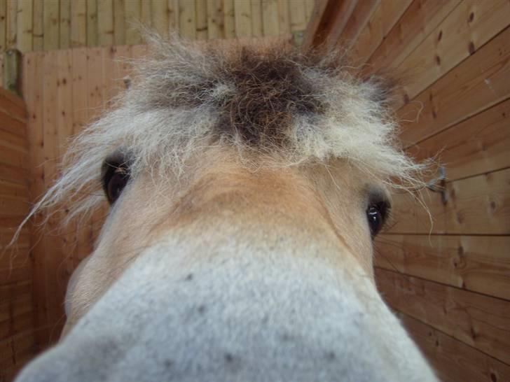 Fjordhest Claus - Claus <3 billede 15