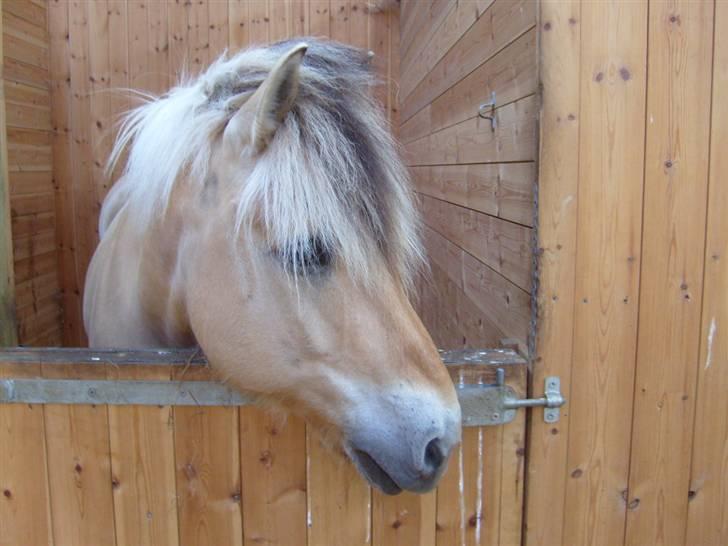 Fjordhest Claus - Claus <3 billede 16