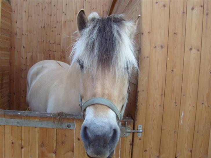Fjordhest Claus - Claus <3 billede 17