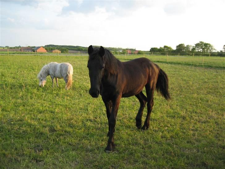 Frieser Yfke billede 4