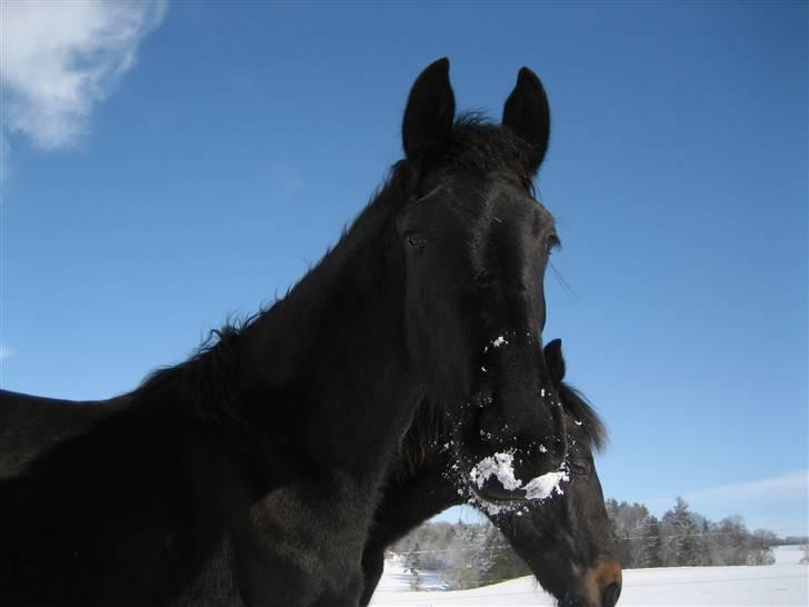 Frieser Yfke billede 5