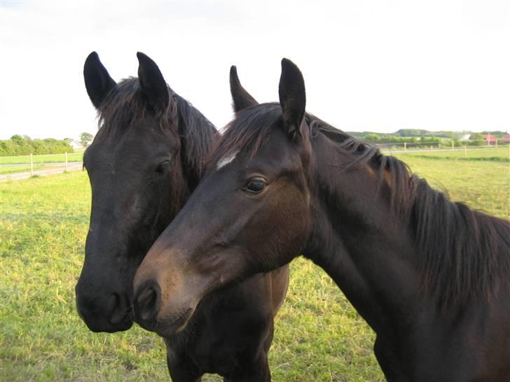 Frieser Yfke - Nusehoveder. Yfke til venstre, Oldenborgeren Anders til højre billede 6