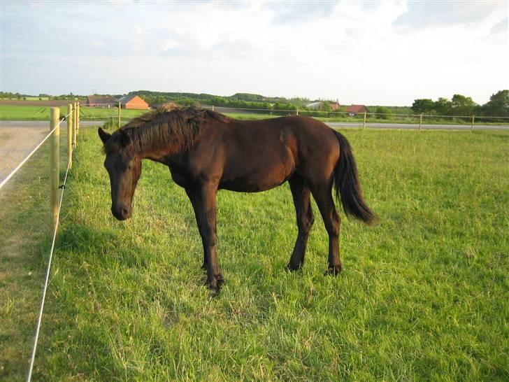 Frieser Yfke - Ihh, hvor er det dejligt, at være på sommergræs! billede 7