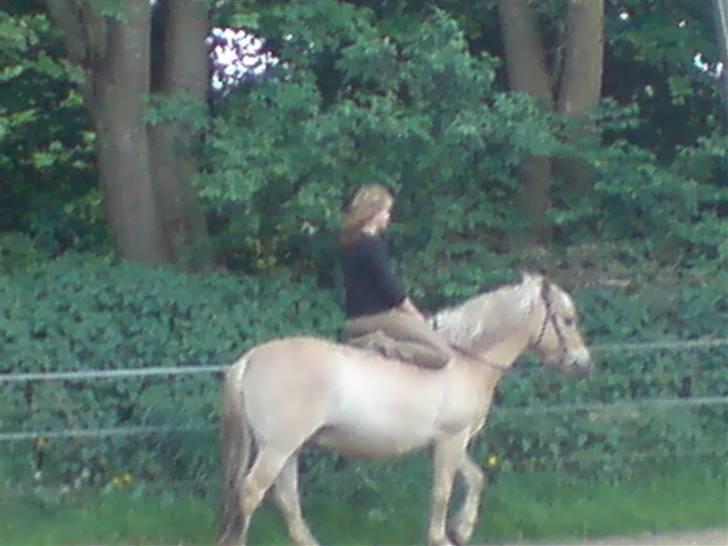 Anden særlig race Basse - Ja, han finder sig bare i alt. billede 8