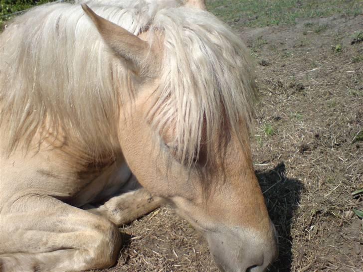 Anden særlig race Basse billede 10