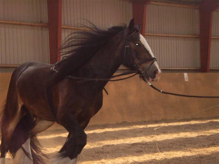 Irish Cob Hampus billede 4