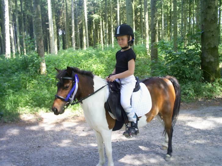 Pinto Tilde billede 10